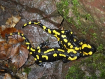 Feuersalamander