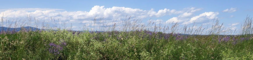 Blick von der DBU Naturerbefläche Günthersleben