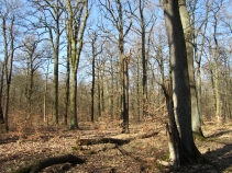 Hohe Schrecke
