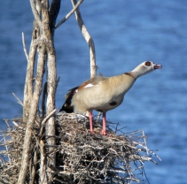 Nilgans