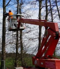 Anbringen von Fledermauskästen