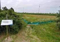 Zauneidechsenhabitat