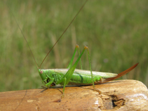 Langflügelige Schwertschrecke