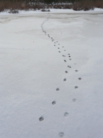 Fährten im Schnee