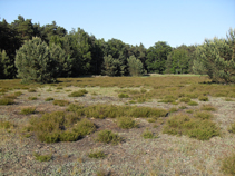 Presseler Heidewald- und Moorgebiet