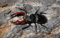Hirschkäfer