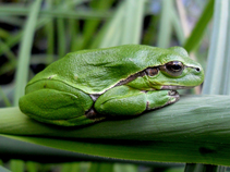 Laubfrosch