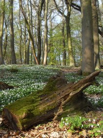 Totholz in der Östlichen Hainleite