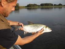 Rapfen, Befischung Elbe