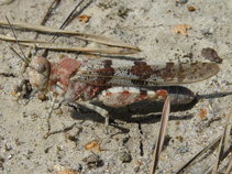 Blauflügelige Sandschrecke