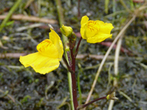 Südlicher Wasserschlauch