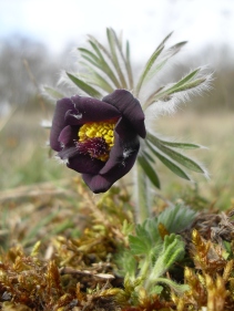 Wiesenkuhschelle